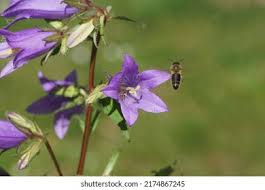 Attēlu rezultāti vaicājumam “Campanula trachelium leaf”