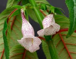 Image result for Sinningia