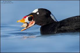 Image result for Melanitta perspicillata