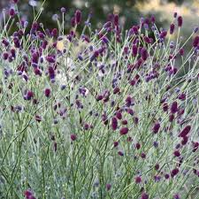 Image result for Sanguisorba officinalis