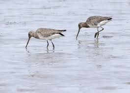 Image result for Limosa haemastica