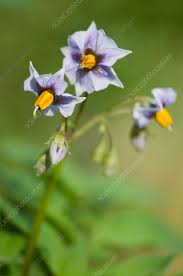 Attēlu rezultāti vaicājumam “Solanum tuberosum flower”