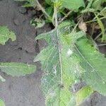 Attēlu rezultāti vaicājumam “Sisymbrium volgense leaf”