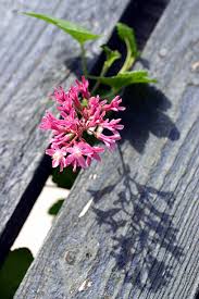 Attēlu rezultāti vaicājumam “Ribes nigrum flower”