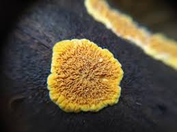 Attēlu rezultāti vaicājumam “Pseudomerulius aureus”