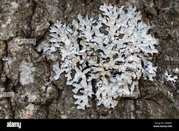 Attēlu rezultāti vaicājumam “Parmelia sulcata”