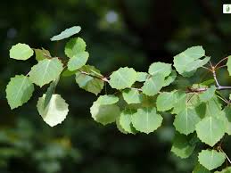 Attēlu rezultāti vaicājumam “Populus laurifolia”