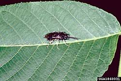 Attēlu rezultāti vaicājumam “Eriocampa ovata larva”