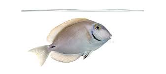 Image result for Acanthurus bahianus