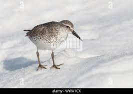 Attēlu rezultāti vaicājumam “Calidris canutus adult”