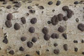 Attēlu rezultāti vaicājumam “Hypoxylon fuscum”