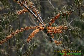 Attēlu rezultāti vaicājumam “Hippophae rhamnoides fruit”
