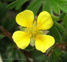 Attēlu rezultāti vaicājumam “Potentilla argentea flower”