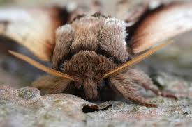 Attēlu rezultāti vaicājumam “Pheosia gnoma male”