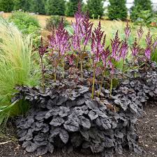 Image result for Astilbe