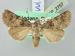 Attēlu rezultāti vaicājumam “Hadena rivularis”