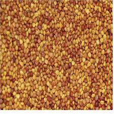 Attēlu rezultāti vaicājumam “Trifolium repens fruit”