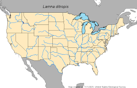 Image result for Lamna ditropis