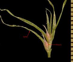 Attēlu rezultāti vaicājumam “Najas flexilis leaf”