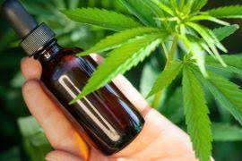 Attēlu rezultāti vaicājumam “Calliergon megalophyllum”