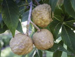Attēlu rezultāti vaicājumam “Aesculus flava fruit”