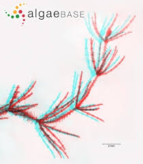 Attēlu rezultāti vaicājumam “Chara aspera”