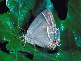 Attēlu rezultāti vaicājumam “Favonius quercus”