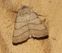 Attēlu rezultāti vaicājumam “Charanyca trigrammica”