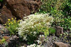 Image result for Steinbrech