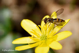 Attēlu rezultāti vaicājumam “Episyrphus balteatus”