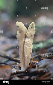 Attēlu rezultāti vaicājumam “Clavariadelphus ligula”