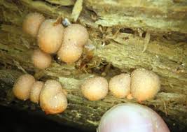 Attēlu rezultāti vaicājumam “Lycogala cf. convexum”