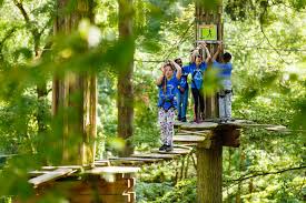 Image result for Go Ape! Alice Holt