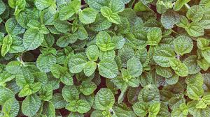 Image result for Pfefferminze