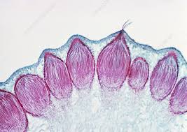 Attēlu rezultāti vaicājumam “Claviceps purpurea”