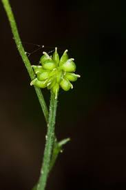 Attēlu rezultāti vaicājumam “Ranunculus acris fruit”