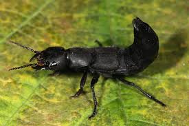 Billedresultat for rovbille