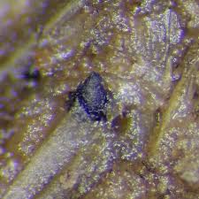 Attēlu rezultāti vaicājumam “Sordaria fimicola”