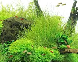 Attēlu rezultāti vaicājumam “Eleocharis acicularis”