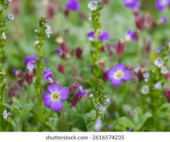 Attēlu rezultāti vaicājumam “Aubrieta deltoidea”