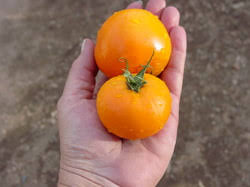 Afbeeldingsresultaat voor caro rich tomato