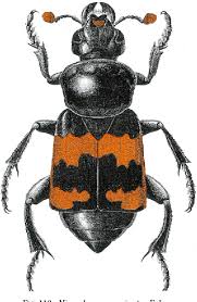 Attēlu rezultāti vaicājumam “Silphidae”