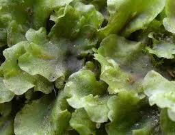 Attēlu rezultāti vaicājumam “Saelania glaucescens sporophyte”