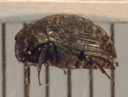 Attēlu rezultāti vaicājumam “Byrrhidae”