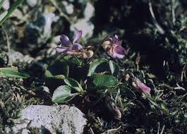 Attēlu rezultāti vaicājumam “Viola rupestris leaf”