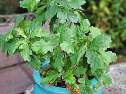 Attēlu rezultāti vaicājumam “Hymenoscyphus sp.”