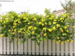 Attēlu rezultāti vaicājumam “Tubifera montana young”