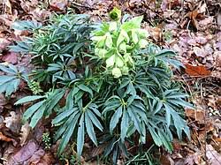 Image result for Helleborus foetidus