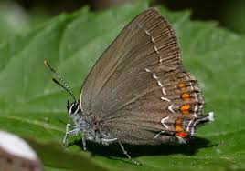Attēlu rezultāti vaicājumam “Satyrium ilicis underside”