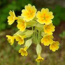 Attēlu rezultāti vaicājumam “Primula x margotae flower”